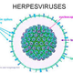 Illustration for article titled obat untuk sakit kulit herpes